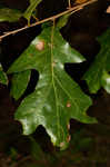 Georgia oak